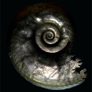 Putealiceras rossicus_Rosja_88